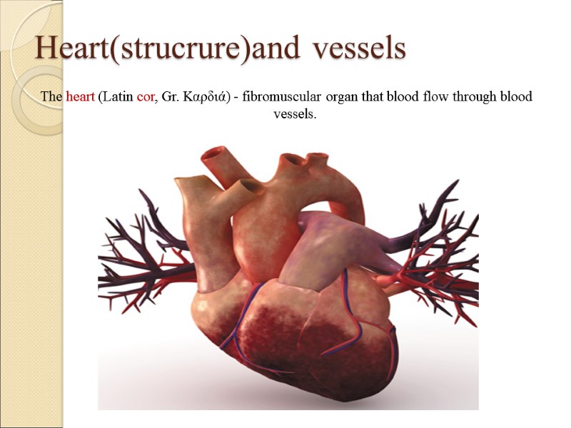 Heart(strucrure)and vessels The heart (Latin сor, Gr. Καρδιά) - fibromuscular organ that blood flow